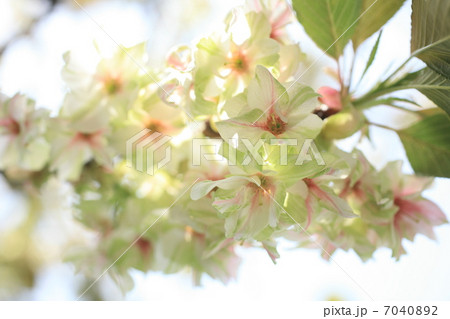 御衣黄桜 7040892