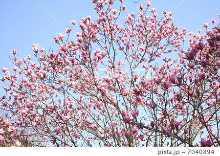 もくれんの樹 7040894