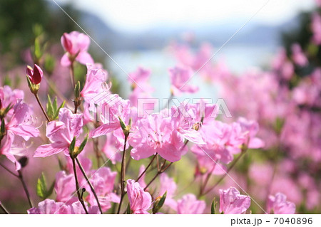 三つ葉つつじ 7040896