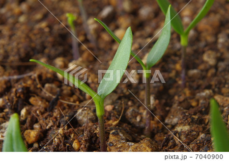 ピーマンの発芽 ピーマンの発芽 7040900