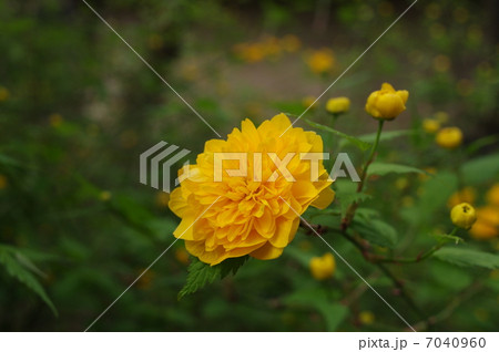 山吹一輪 7040960