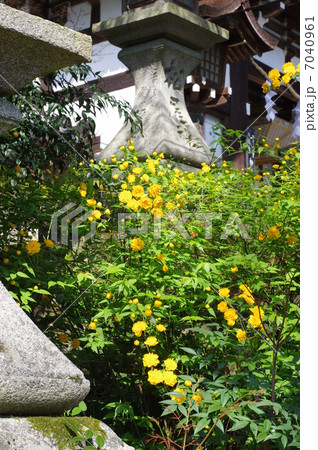 神社の山吹 7040961