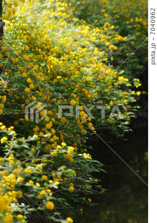 川面の山吹 川面の山吹 7040962