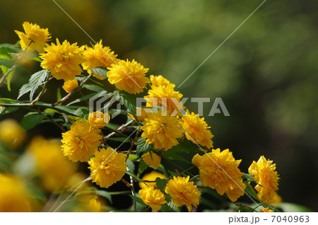 咲き誇る山吹 7040963