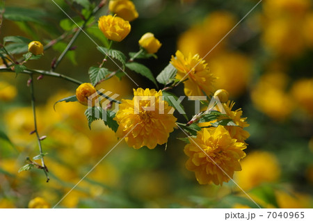 山吹 山吹 7040965