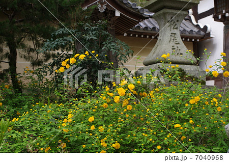 山吹の咲く神社 7040968