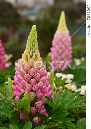 ガーデニング ガーデニング 7041000