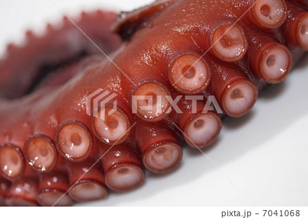 たこの足 7041068