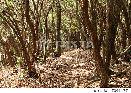 山の小道 7041177