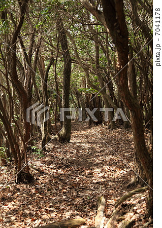 山の小道 7041178