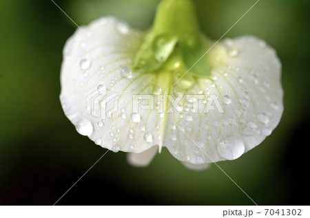 スナップエンドウの花 7041302