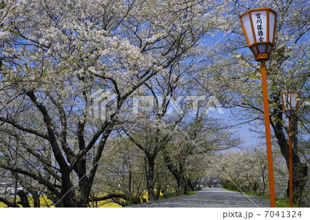 伊勢 宮川堤の桜 伊勢 宮川堤の桜 7041324