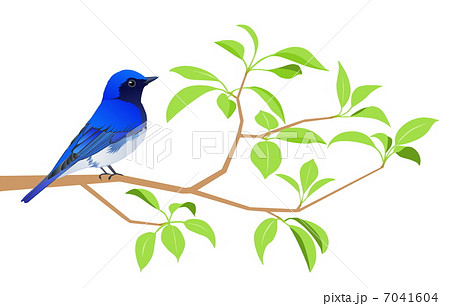 新緑とオオルリ 7041604