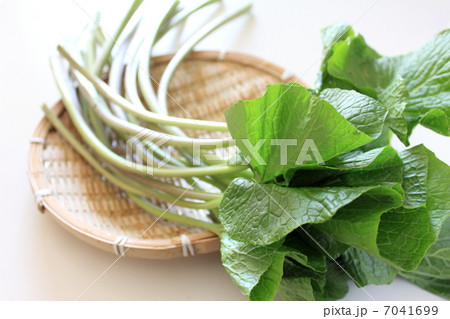 わさびの茎 7041699