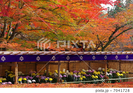 鮮やかな紅葉と菊まつり 鮮やかな紅葉と菊まつり 7041728