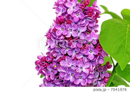 Beautiful   Lilac . Isolated over white . 7041976