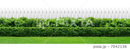 white fence and hedge white fence and hedge 7042136