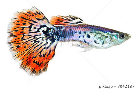 Guppy fish (Poecilia reticulata) Guppy fish (Poecilia reticulata) 7042137