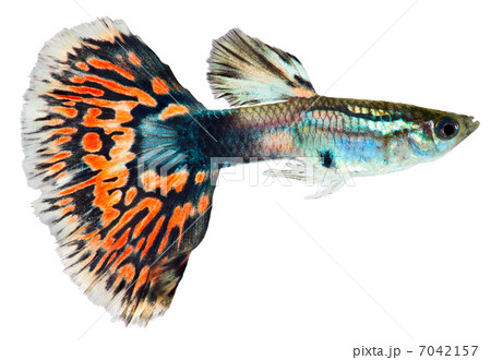 Guppy fish  (Poecilia reticulata) 7042157