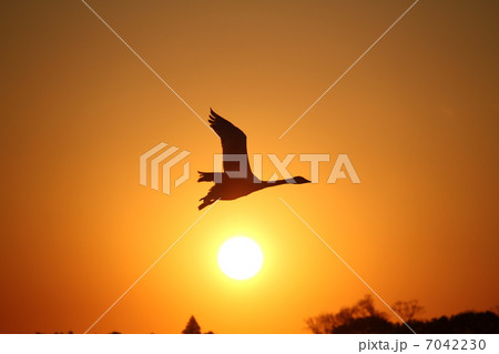 白鳥、夕日を飛ぶ 白鳥、夕日を飛ぶ 7042230