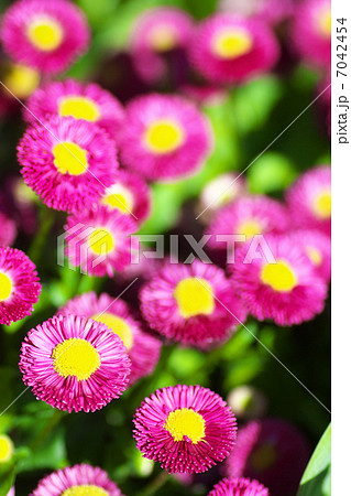 赤紫色の雛菊のお花畑 7042454