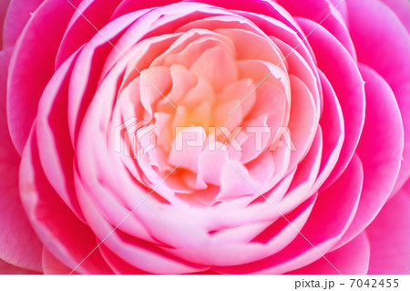 桃色の椿の花のクローズアップ 7042455