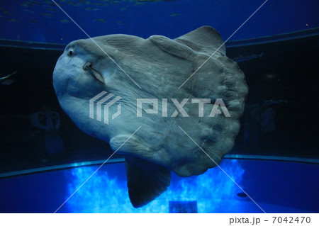 マンボウ 7042470