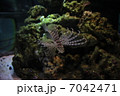 ミノカサゴ 7042471