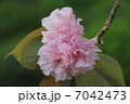 八重桜 7042473