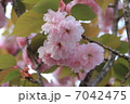 八重桜 7042475