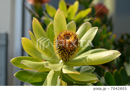 リュウカデンドロン・サマーサン リュウカデンドロン・サマーサン 7042603