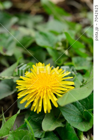 タンポポ タンポポ 7042625