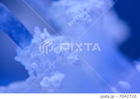 タコクラゲ 7042720