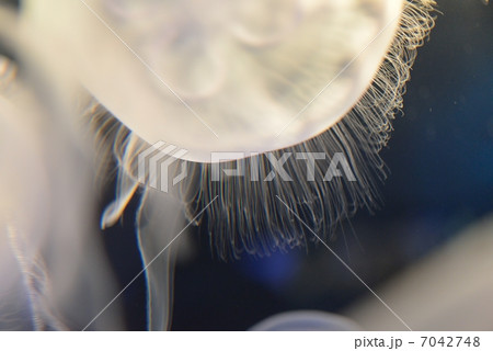 ミズクラゲ 7042748