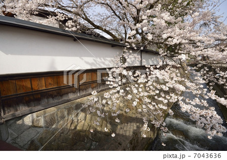 飛騨高山・江名子川の桜 7043636