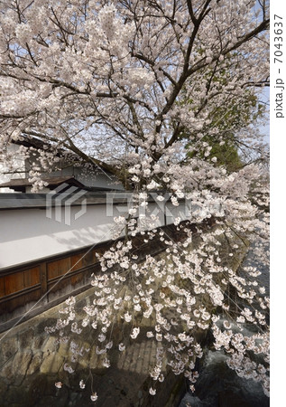 飛騨高山・江名子川の桜 7043637