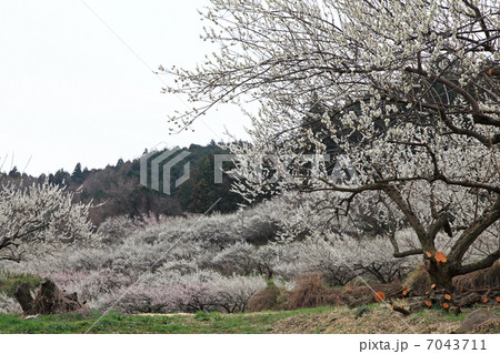 梅林 梅林 7043711