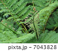 羊歯植物 7043828