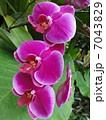 蘭 7043829