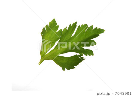 leaf celery 7045901