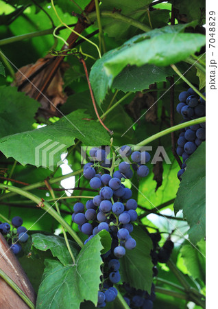 cluster of blue grapes 7048829