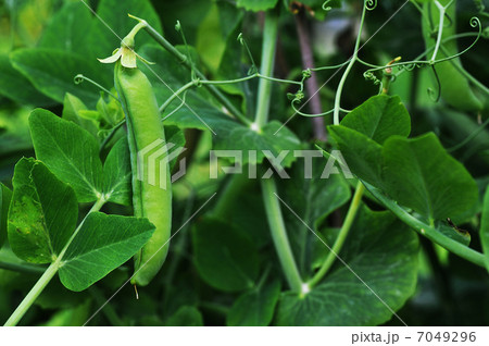 pods peas 7049296