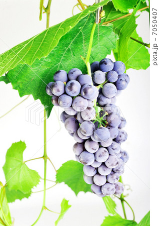 cluster fresh grape 7050407