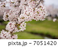 さくら咲く 7051420