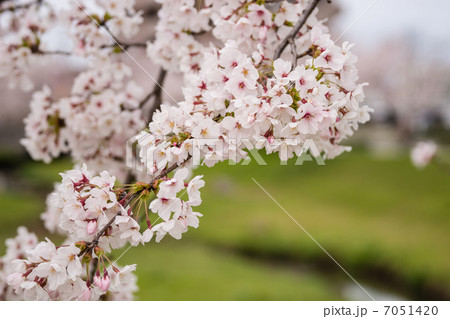 さくら咲く 7051420