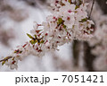 さくら咲く 7051421