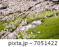 桜咲く 7051422