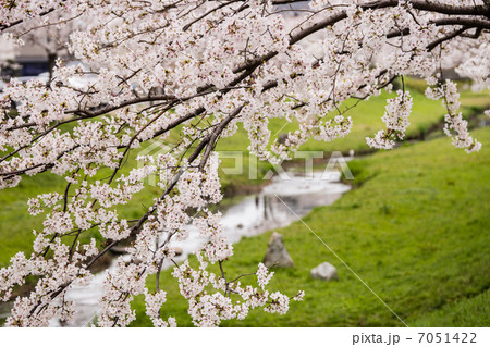 桜咲く 7051422