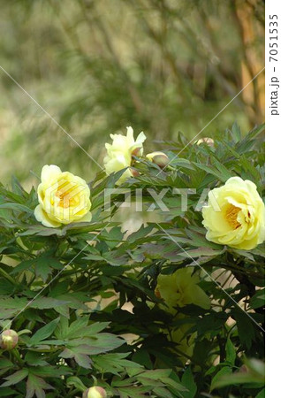 春の訪れ大輪のボタン 7051535