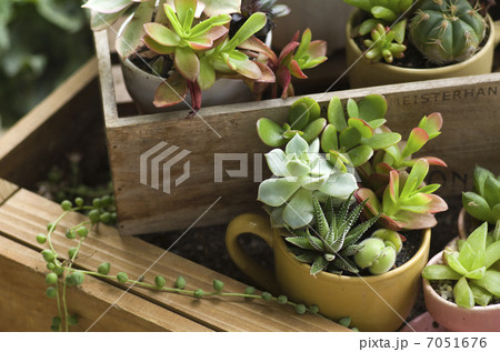 多肉植物の寄せ植え 7051676